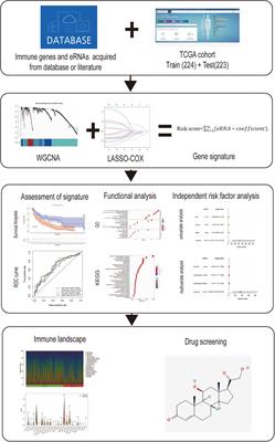 Comprehensive transcriptomic analysis of immune-related eRNAs associated with prognosis and immune microenvironment in melanoma